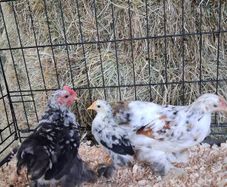 chickens