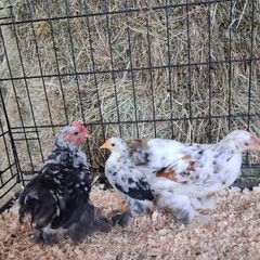 chickens