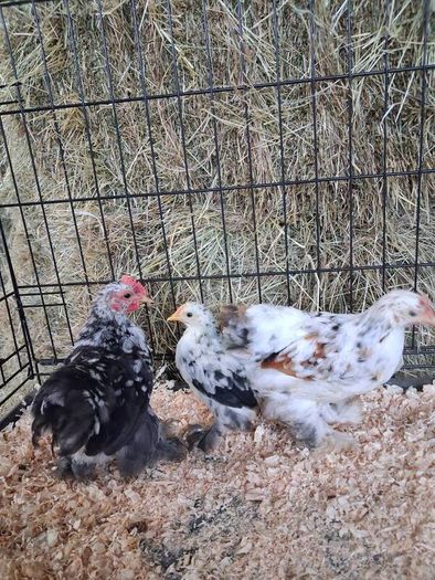 chickens