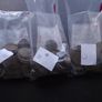 Great Britain. George VI. 50 coins @Half Penny (1937-1952) Image 6