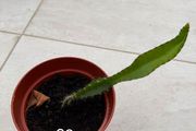 Indoor Plant