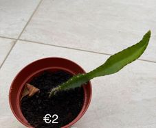 Indoor Plant