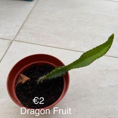 Indoor Plant