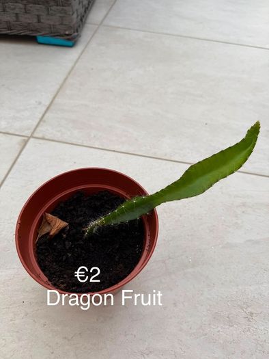 Indoor Plant