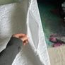 Pillow protector Image 3