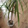 indoor plant Image 3