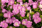 (C) Campanula Canterbury Bells Pink seeds (445671)