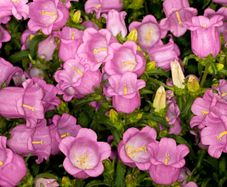 (C) Campanula Canterbury Bells Pink seeds (445671)