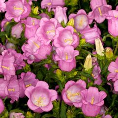 (C) Campanula Canterbury Bells Pink seeds (445671)