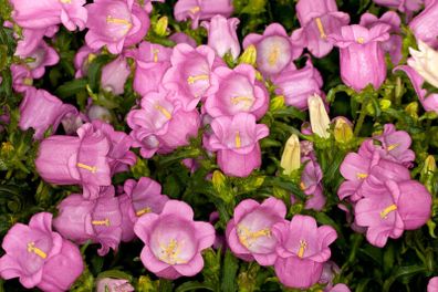 (C) Campanula Canterbury Bells Pink seeds (445671)