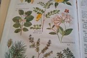 The pocket guide to wild flowers 1956