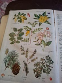 The pocket guide to wild flowers 1956