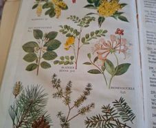 The pocket guide to wild flowers 1956