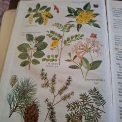 The pocket guide to wild flowers 1956