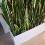 Sansevieria Laurentii trough Image 5