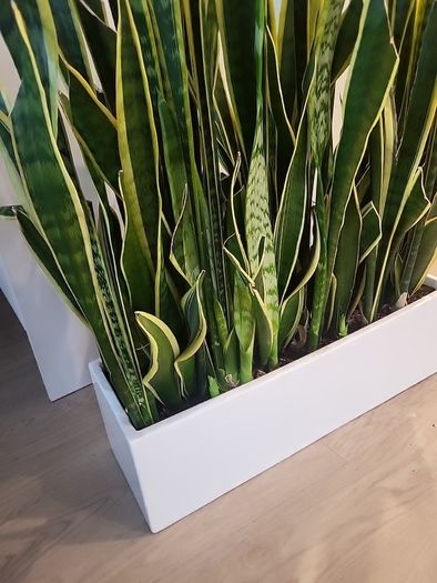 Sansevieria Laurentii trough
