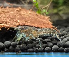 Dwarf Crayfish, Shrimp, Floating plants and Snail