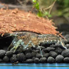 Dwarf Crayfish, Shrimp, Floating plants and Snail