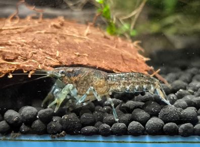 Dwarf Crayfish, Shrimp, Floating plants and Snail