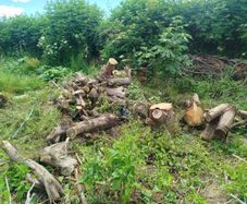 Wood