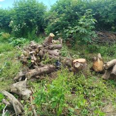 Wood