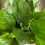Aquarium Plants Echinodorus Gigant 80-120 cm Image 10