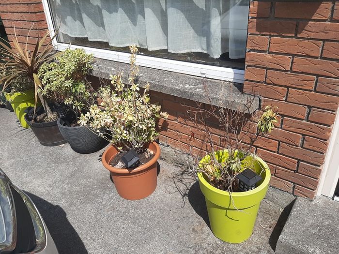 Plants