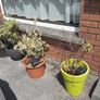 Plants Image 2