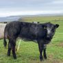 Show/breeding heifer Image 6