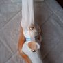 Life Size Flexible Knee Joint Anatomical Model Skelton Functional Ligament Medical Model in Perfect Condition Image 7