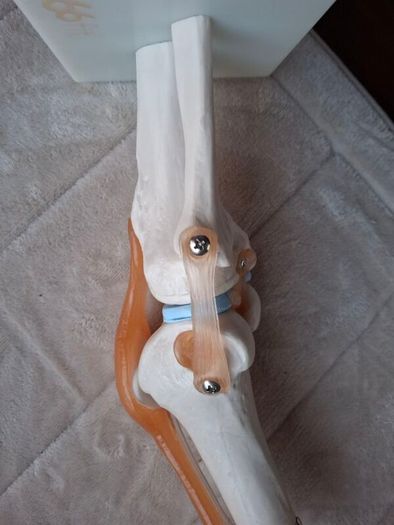 Life Size Flexible Knee Joint Anatomical Model Skelton Functional Ligament Medical Model in Perfect Condition