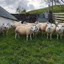 Suffolk and Texel cross Hoggets Image 4