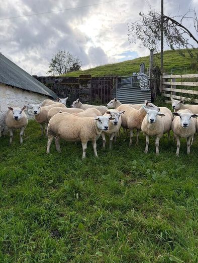 Suffolk and Texel cross Hoggets