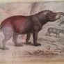 hand coloured engraving of "american tapir" 1834 Image 2