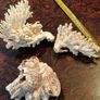 3 large real coral Image 2
