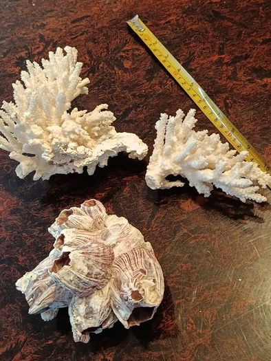 3 large real coral