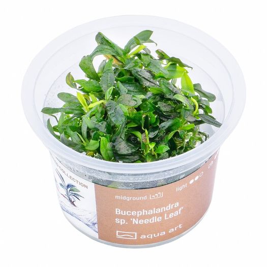 Aqua-Art Bucephalandra, Anubias ect aquarium in vitro plants