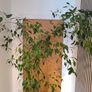 Ficus  Benjamina weeping fig large plant Image 3