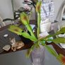 Venus flytrap artifical plant Image 2