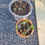 Plants and Glazed pots Image 2