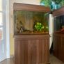 fish Image 5