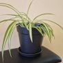 Spider plant Image 2