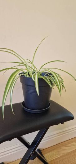 Spider plant