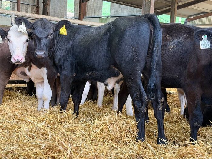 31 Properly Well Fed Calves