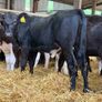 31 Properly Well Fed Calves Image 8