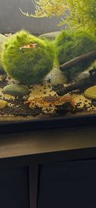 Leopard Crab