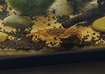 Leopard Crab