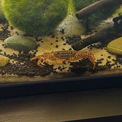 Leopard Crab