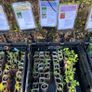 Vegetable Plug Plants (large variety ready to transplant: lettuce, spring onion, beetroot, cabbage, kale, peas, beans, spinach, fennel, celery and lots more) Image 4