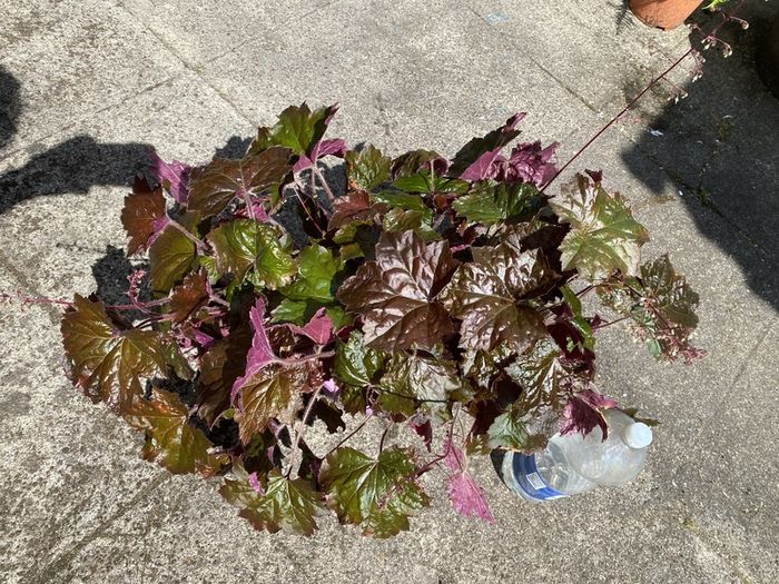 Heuchera plant